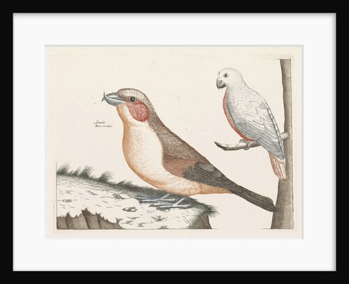 In the foreground a crossbill, right on a branch a white bird with curved beak by Anonymous