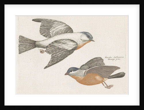 Grey Flank Tits by Johan Teyler