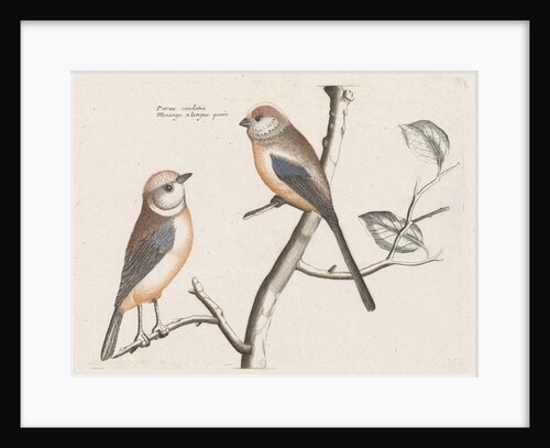 tailed tits by Johan Teyler