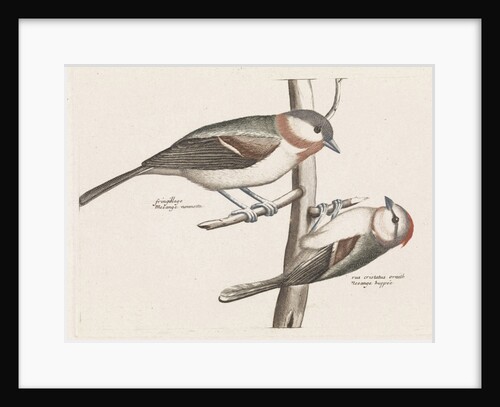 Marsh Tit and Crested Tit by Johan Teyler