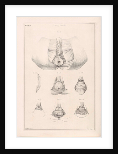 Anatomy of the pelvis by Jacob van der Schley