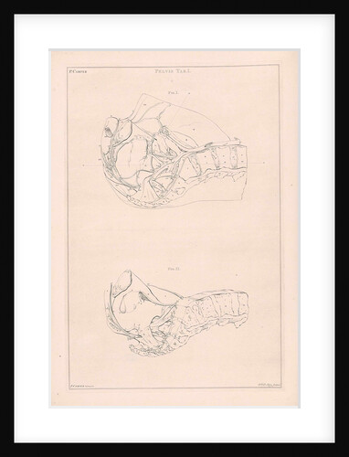 Anatomy of the pelvis, with numbers by Jacob van der Schley