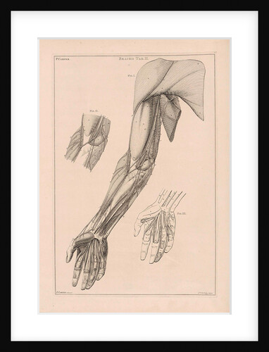 Anatomy of the arm, hand and shoulder with numbers by Jacob van der Schley