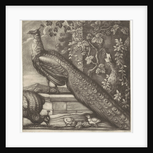 Peacocks by John Oliver