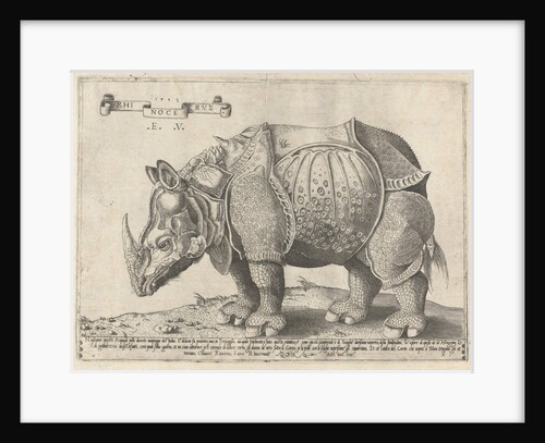 The Rhinoceros, Enea Vico by Albrecht Dürer