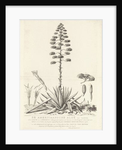 Botanical drawing of blooming agave plant, Agavoideae by David van Royen