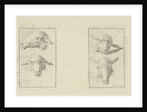 Study Sheet with four sheep heads by Anthony Oberman