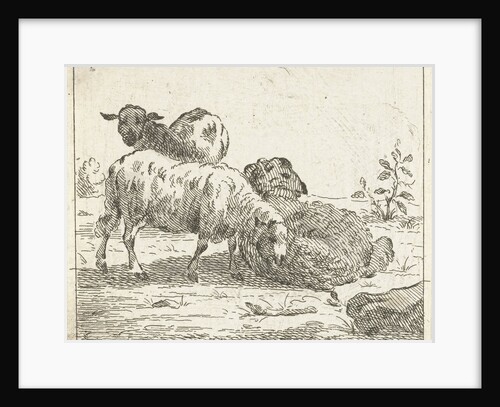 Three sheep by Jan Matthias Cok