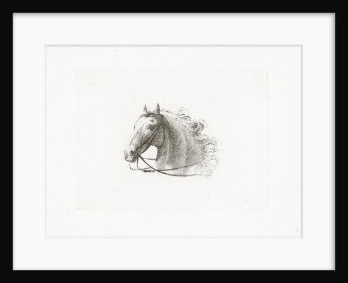 Horse Head by Gerrit Malleyn