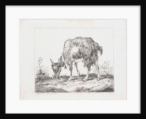 Grazing goat with bell by Reinhart