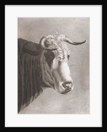Cows head by Diederik Jan Singendonck