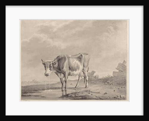 Drinking cow at the water by Diederik Jan Singendonck