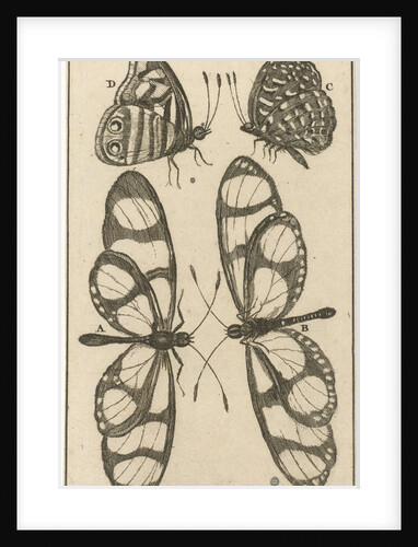 Butterflies XXII by Jan Claesz ten Hoorn