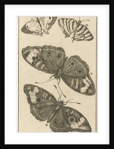 Butterflies XXI by Jan Claesz ten Hoorn