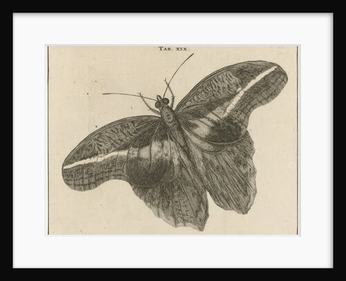 Surinamese giant butterfly XIX by Jan Claesz ten Hoorn