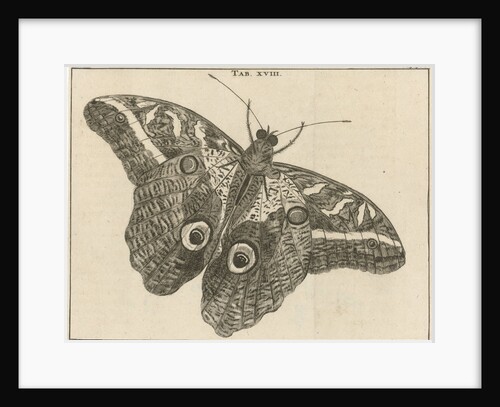 Surinamese giant butterfly XVIII by Jan Claesz ten Hoorn