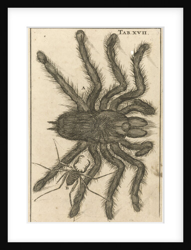 Spiders XVII by Jan Claesz ten Hoorn