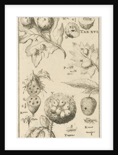 Nutgall fly, XVI Jan Luyken by Jan Claesz ten Hoorn