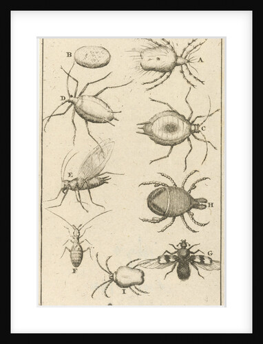 bugs XIV Jan Luyken by Jan Claesz ten Hoorn