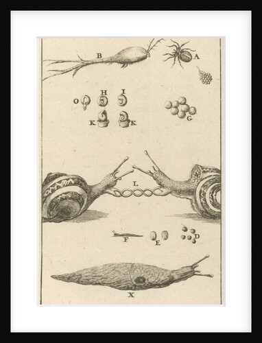 Snails XIII by Jan Claesz ten Hoorn