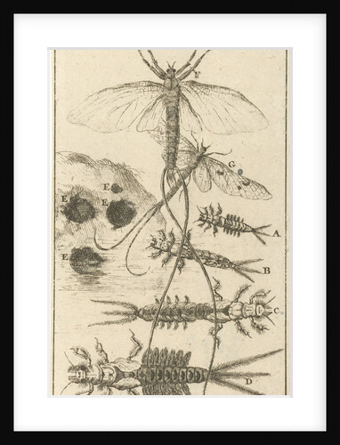 Mayfly XII by Jan Claesz ten Hoorn