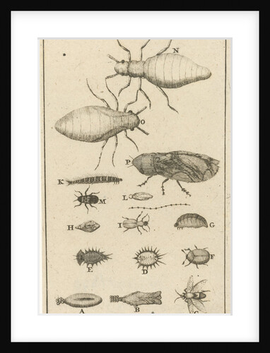 Small insects XI by Jan Claesz ten Hoorn