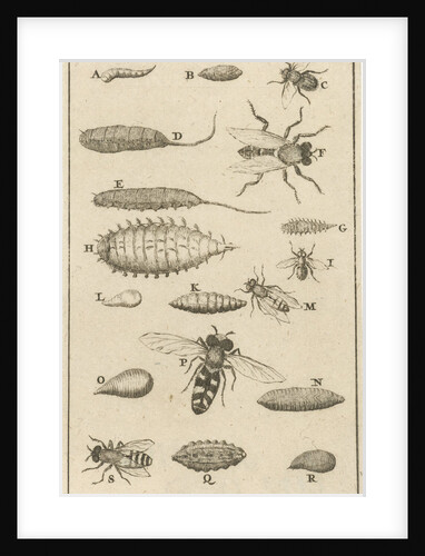 Bees and wasps X by Jan Claesz ten Hoorn
