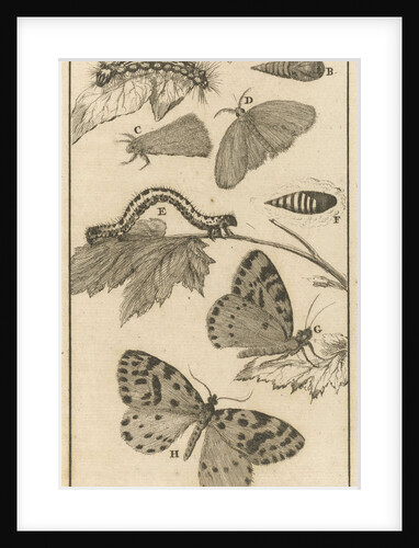 Caterpillars, dolls and butterflies VII by Jan Claesz ten Hoorn