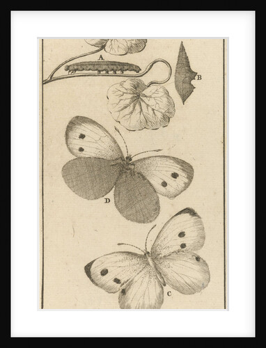 Caterpillars, dolls and butterflies V by Jan Claesz ten Hoorn