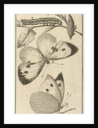 Caterpillars, dolls and butterflies IV by Jan Claesz ten Hoorn