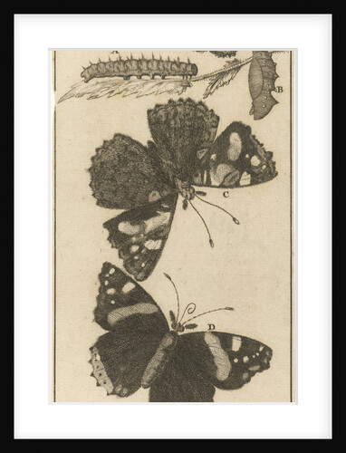 Caterpillars, dolls and butterflies by Jan Claesz ten Hoorn