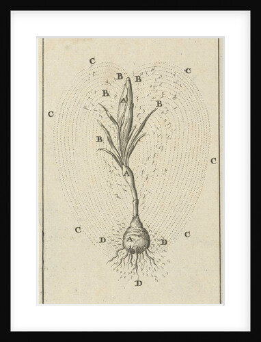 The growth of a crocus by Jan Claesz ten Hoorn