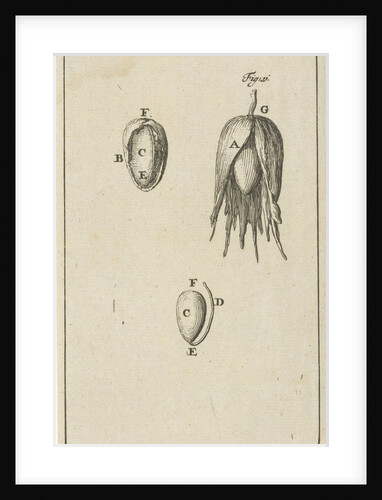 Three images of the development of a hazelnut by Jan Claesz ten Hoorn