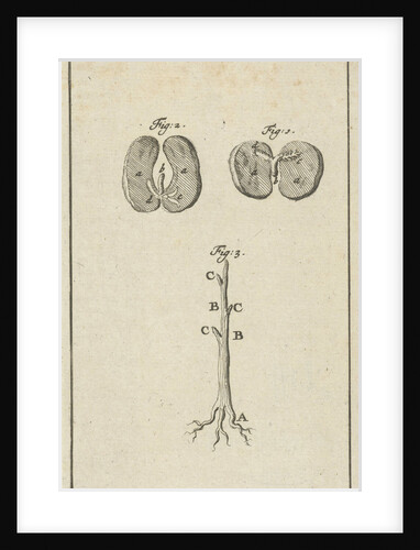 Three representations of the germination of seed by Jan Claesz ten Hoorn
