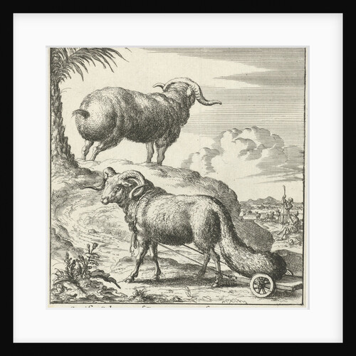 Syrian sheep or ram by Willem Goeree