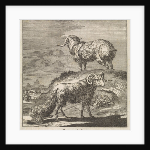 Syrian sheep or ram by Pieter Mortier