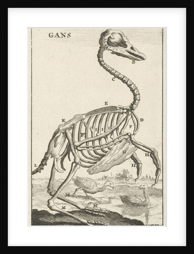 Skeleton of a goose by Jan Claesz ten Hoorn