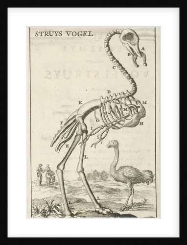 Skeleton of an ostrich by Jan Claesz ten Hoorn