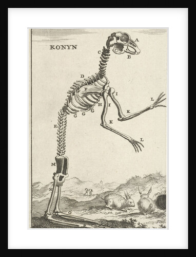 Skeleton of a rabbit by Jan Claesz ten Hoorn