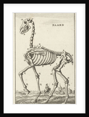 Skeleton of a horse by Jan Claesz ten Hoorn