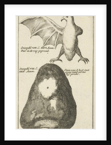 Anatomical image XXIII by Jan Claesz ten Hoorn