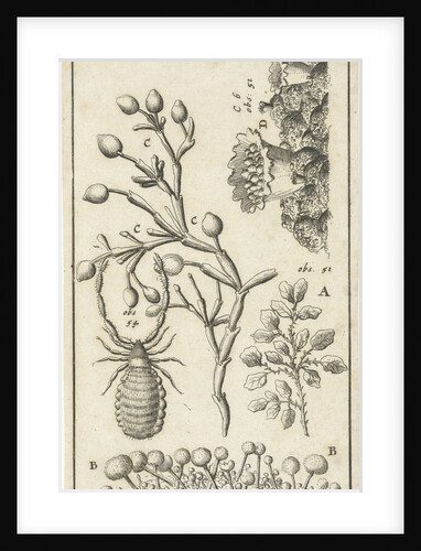 Anatomical image XVI by Jan Claesz ten Hoorn