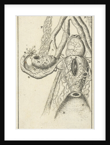 Anatomical image X by Jan Claesz ten Hoorn