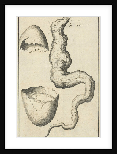 Anatomical picture IX by Jan Claesz ten Hoorn
