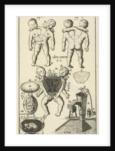 Anatomical figure VI by Jan Claesz ten Hoorn