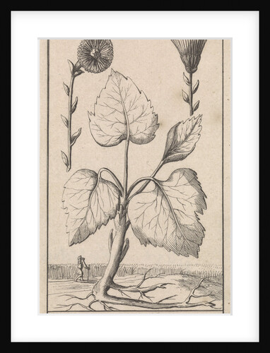 Coltsfoot by Jan Claesz ten Hoorn