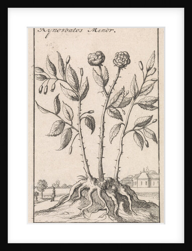 Rosa canina, dog-rose, climbing wild rose by Jan Claesz ten Hoorn