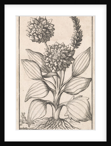 Plantain by Jan Claesz ten Hoorn