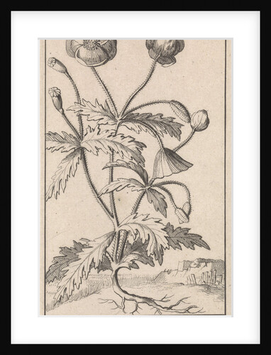 Poppy by Jan Claesz ten Hoorn