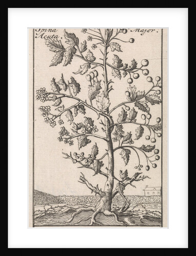 Haw by Jan Claesz ten Hoorn